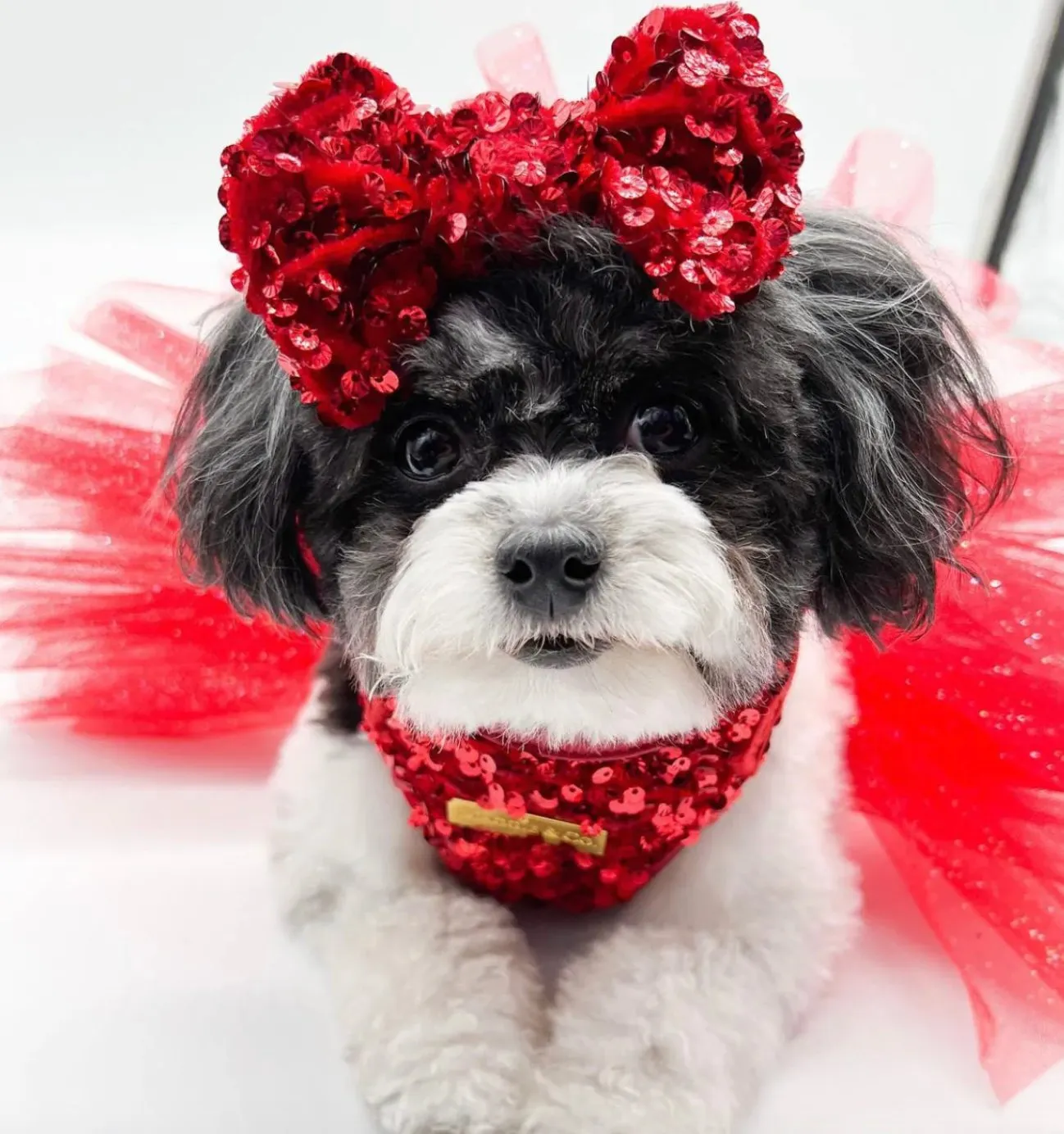 Maggie And Co. Pepper Sequin Harness