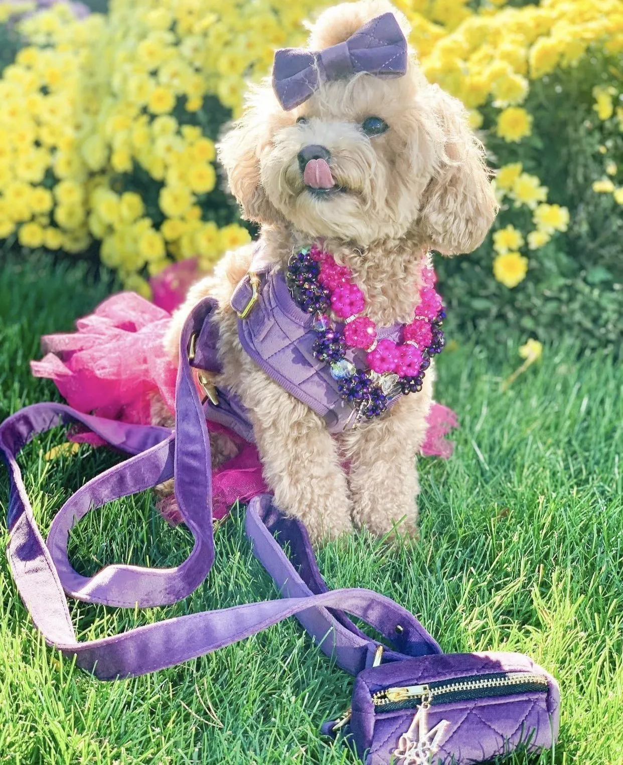 Maggie and Co. Velvet Collection: The Susana Harness