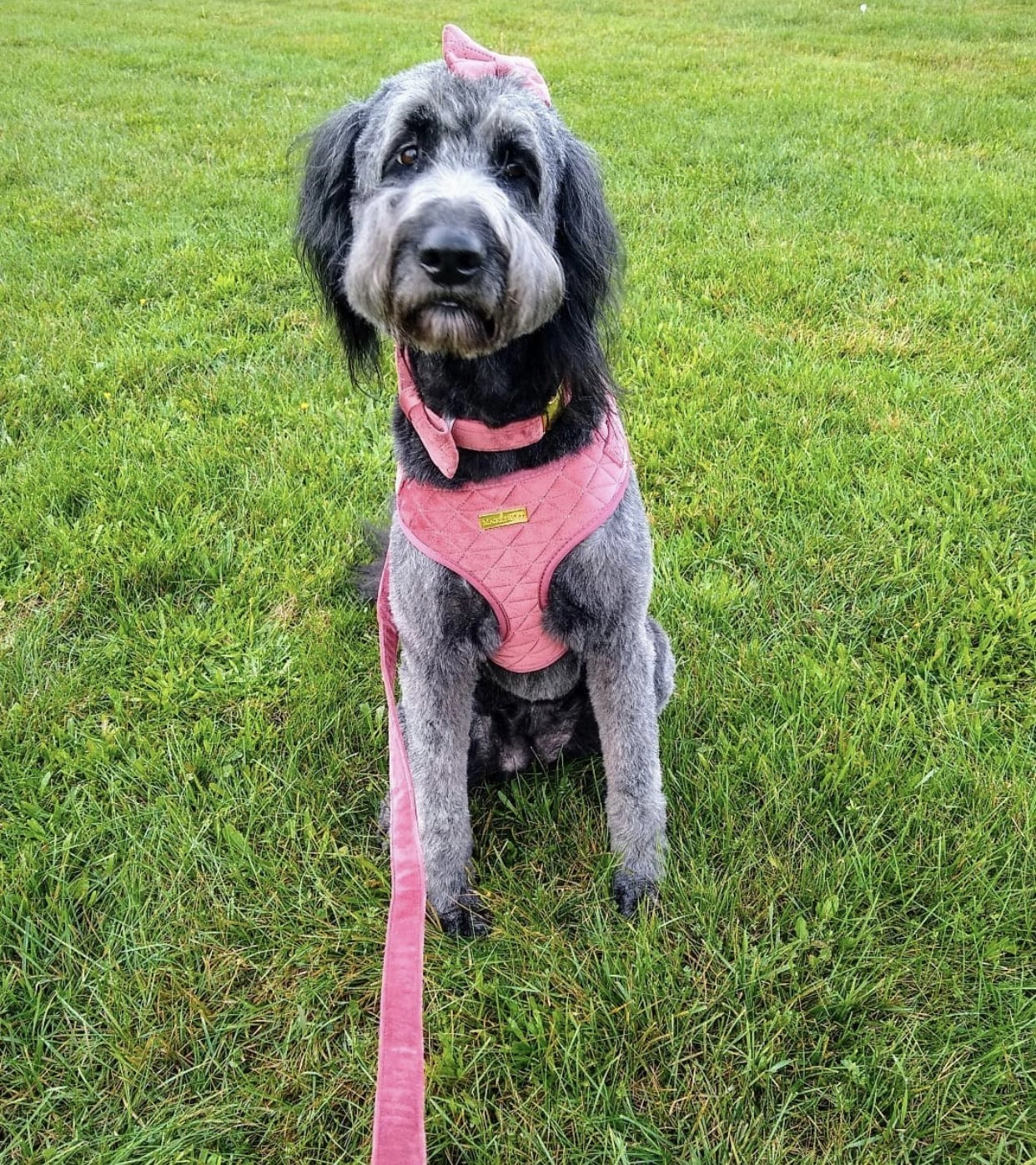 Maggie and Co. Velvet Collection: Miss Maggie Harness