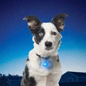 Nite Ize Spotlit Collar Light for Dogs