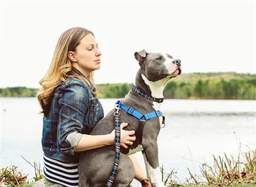 Pace No Pull Harness - Royal Blue