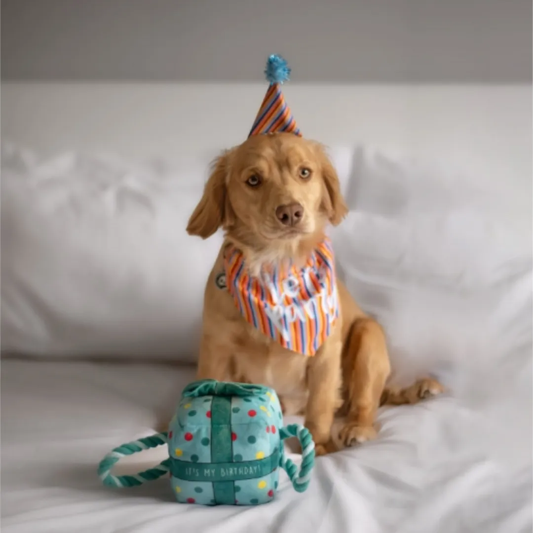 Pawty Time It's My Birthday Present Toy
