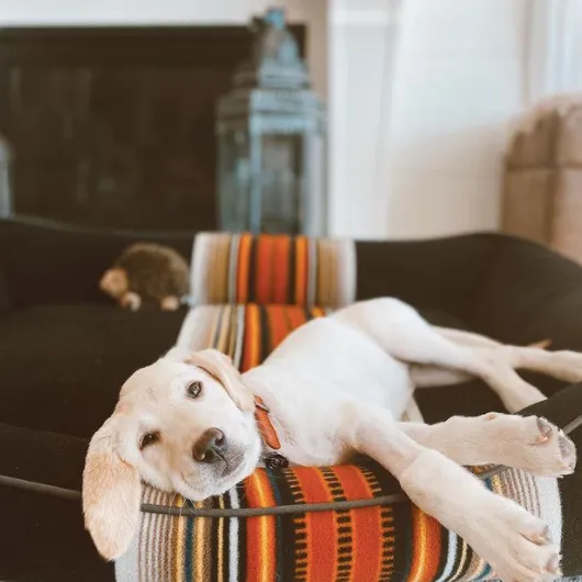 Pendleton Park Cuddler | Acadia