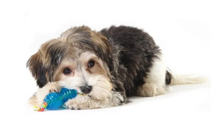 Petstages Mini Orka Chew Pair Bone & Dumbbell Dog Toys Small - 2 Pack