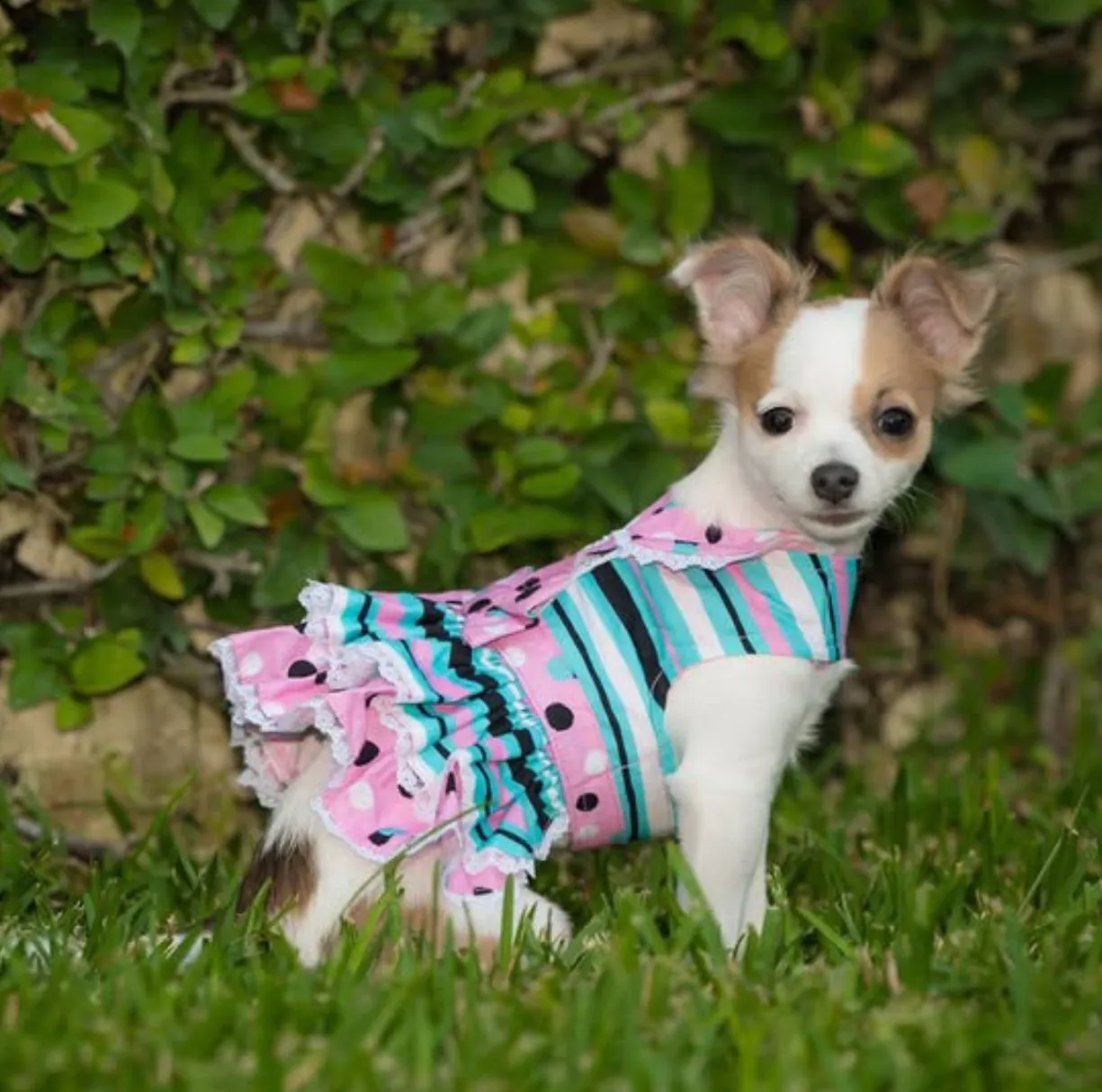 Pink and Teal Dots & Stripes Harness Dress with Matching Leash