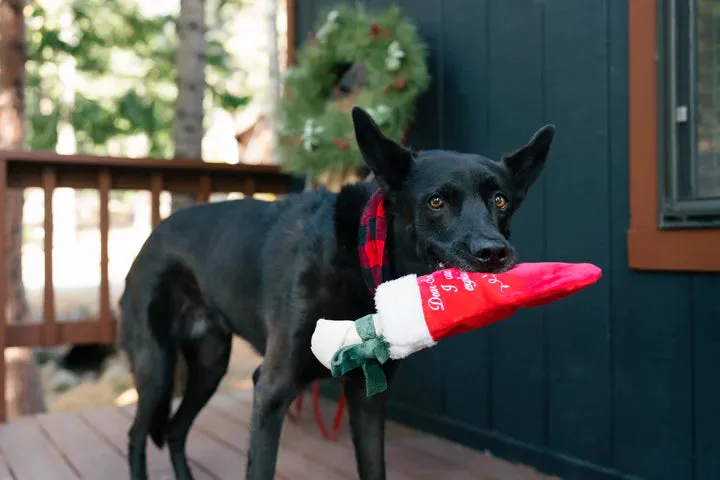 P.L.A.Y. - Merry Woofmas - Good Dog Stocking