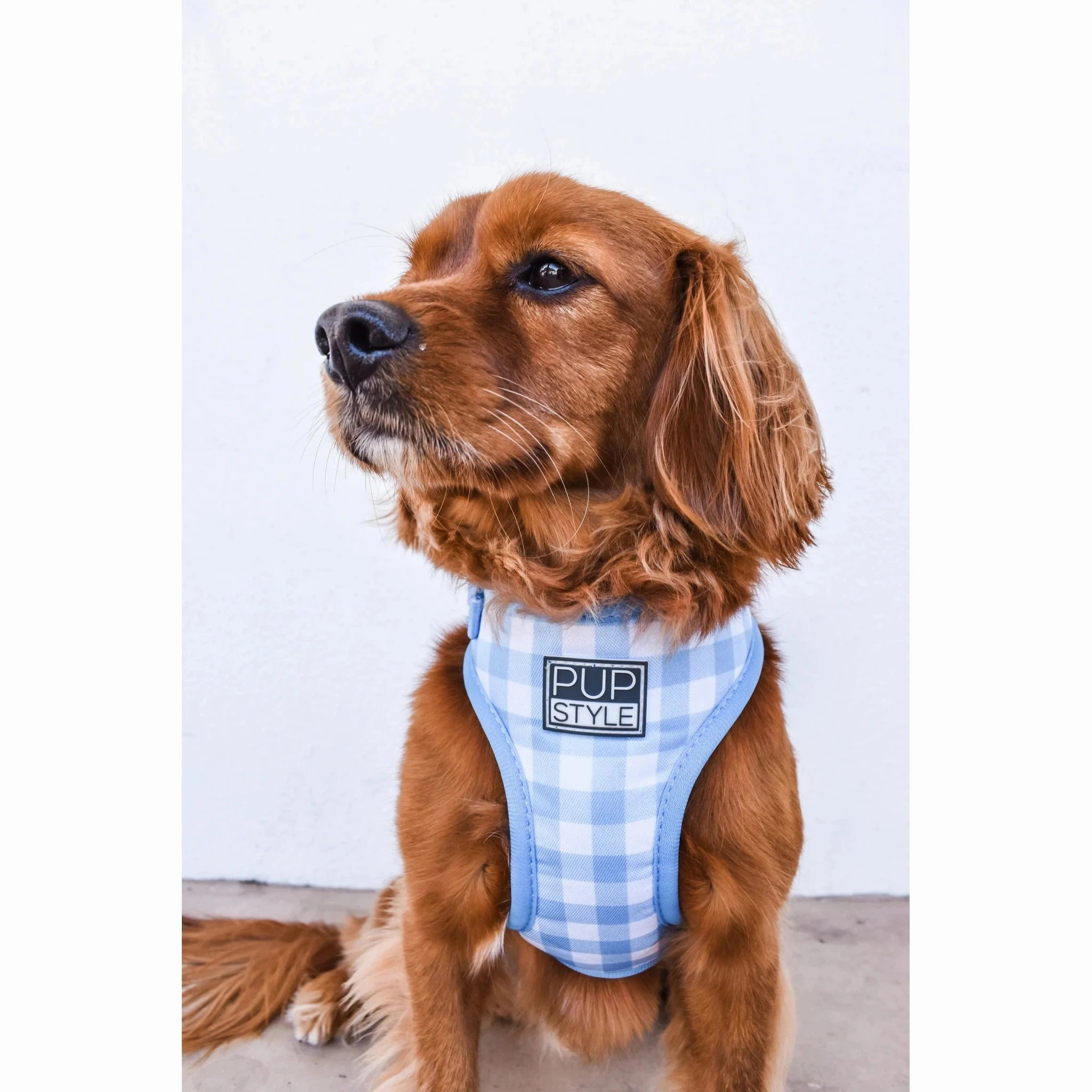 Pupstyle Suburban Collection Blueberry Muffin Dog Harness Extra Small