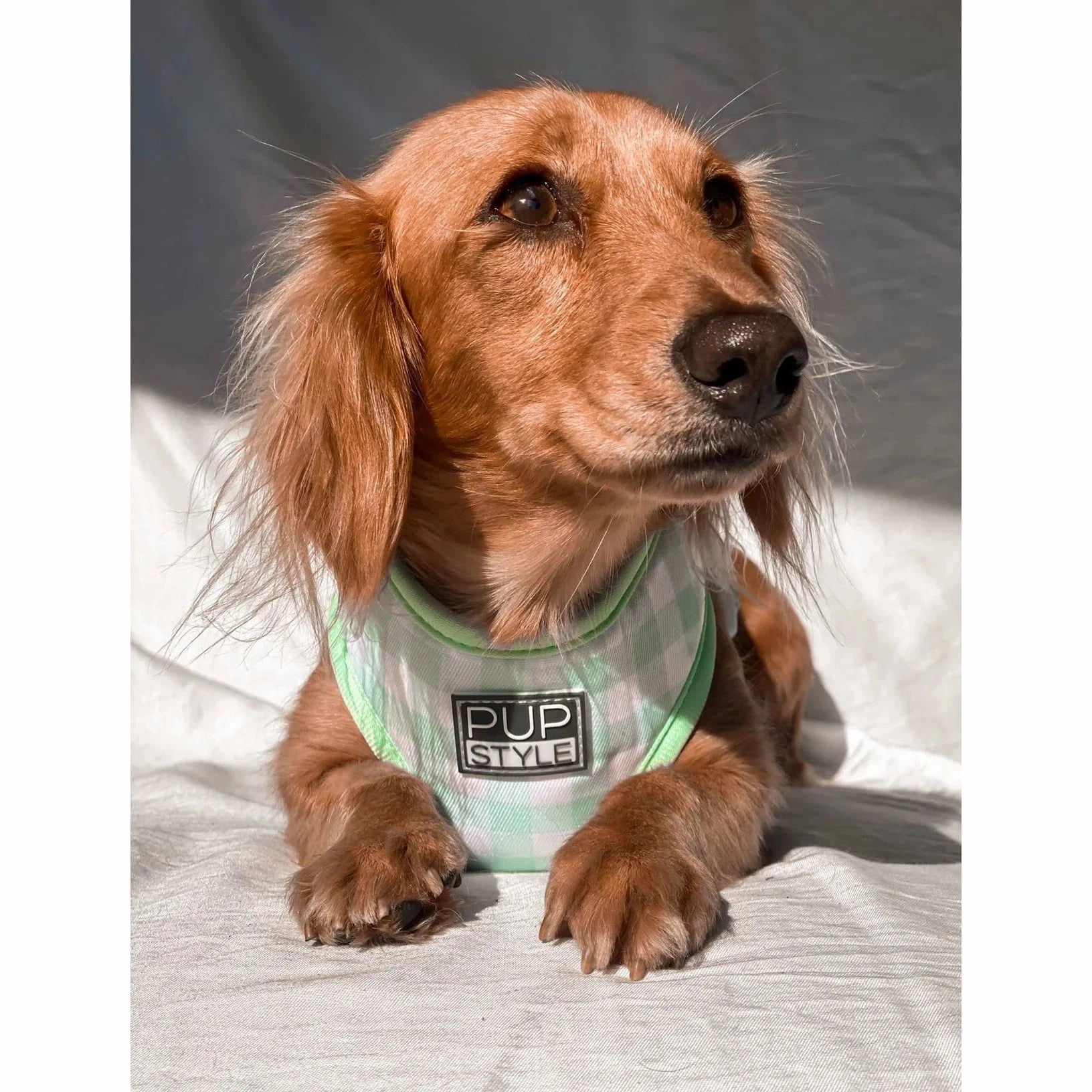 Pupstyle Suburban Collection Sweet Apple Dog Harness Extra Large