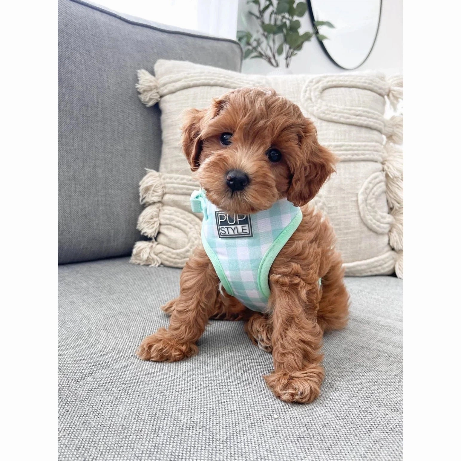 Pupstyle Suburban Collection Sweet Apple Dog Harness Extra Large