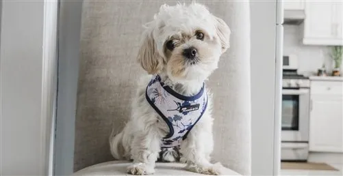 "Breezy" Reversible Harness