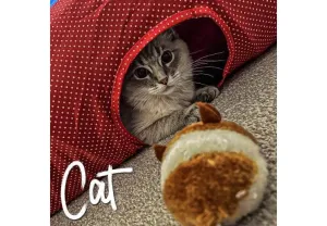 RED POLKA CAT TUNNEL
