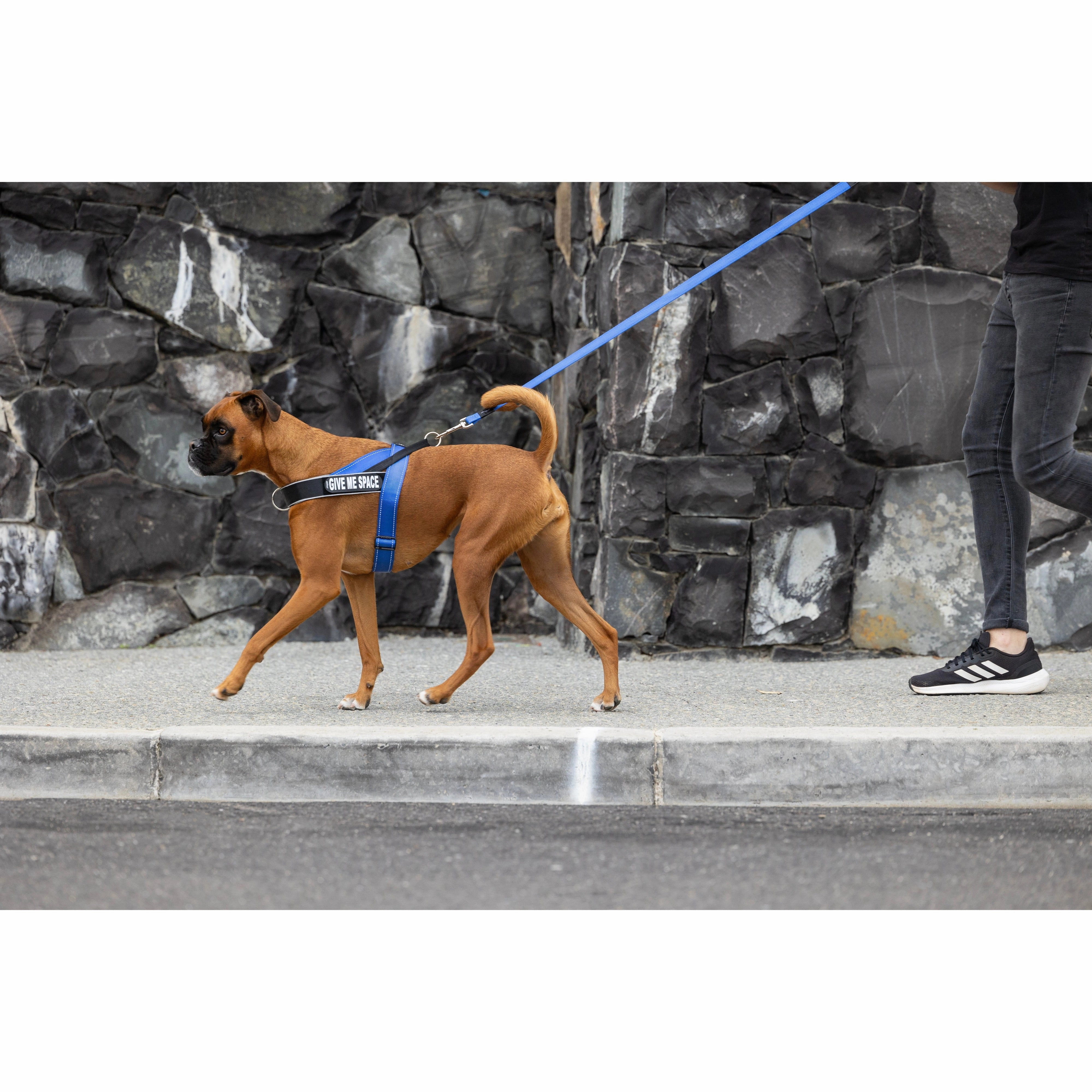 Rogz Utility LetzGo Personalised Harness Blue Lge