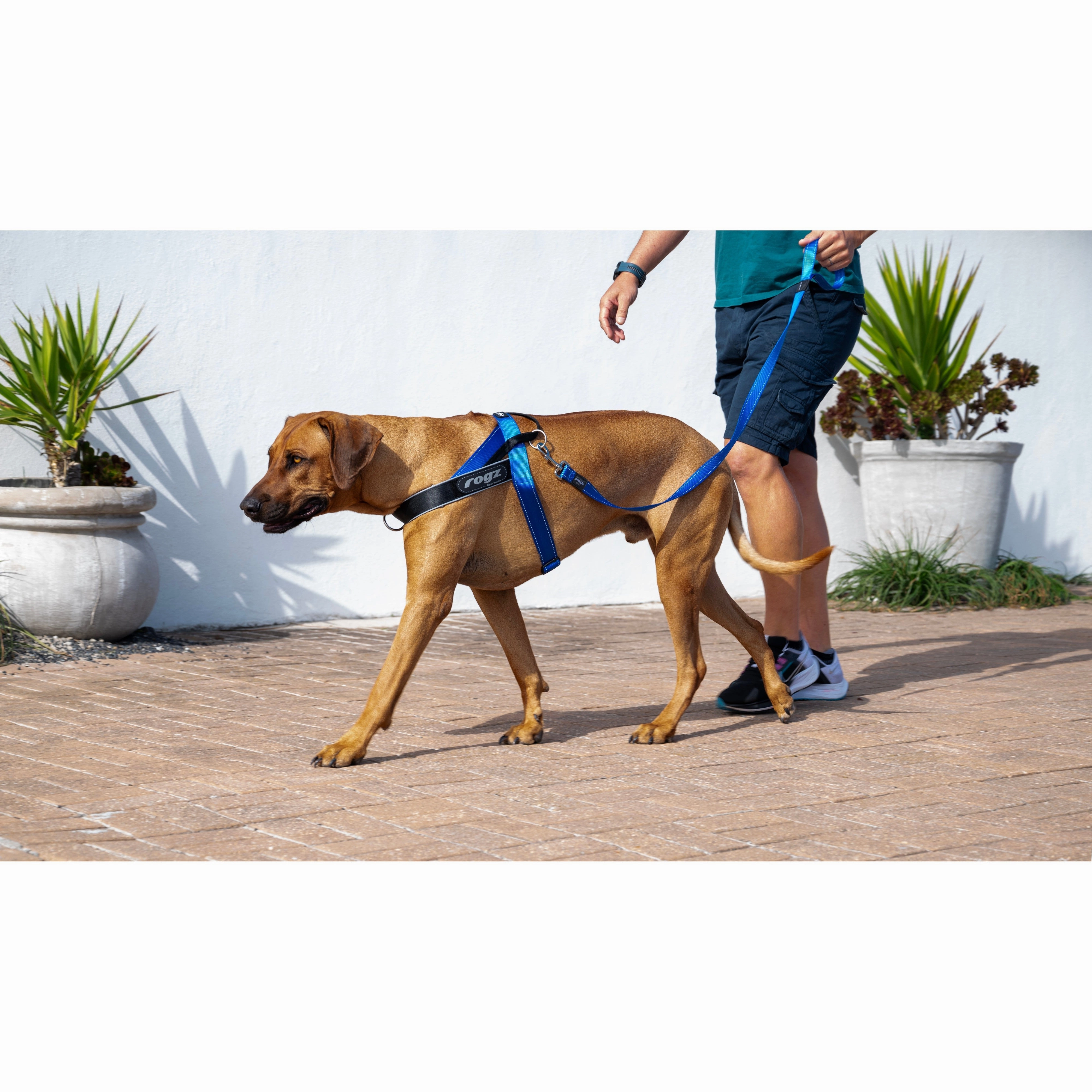 Rogz Utility LetzGo Personalised Harness Blue Med/Lge