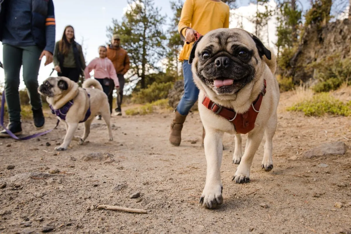 Ruffwear Front Range Dog Harness