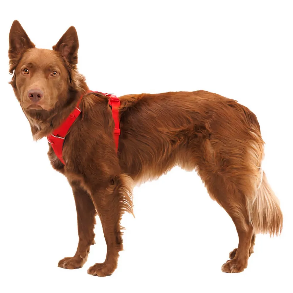 Ruffwear Front Range No-Pull Everyday Dog Harness (Red Canyon)