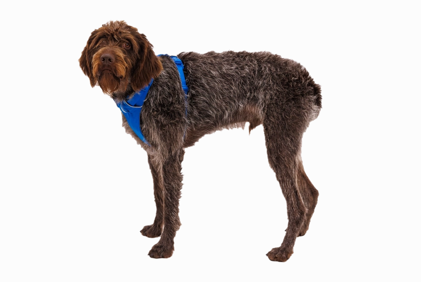 Ruffwear Front Range Dog Harness in Blue Pool