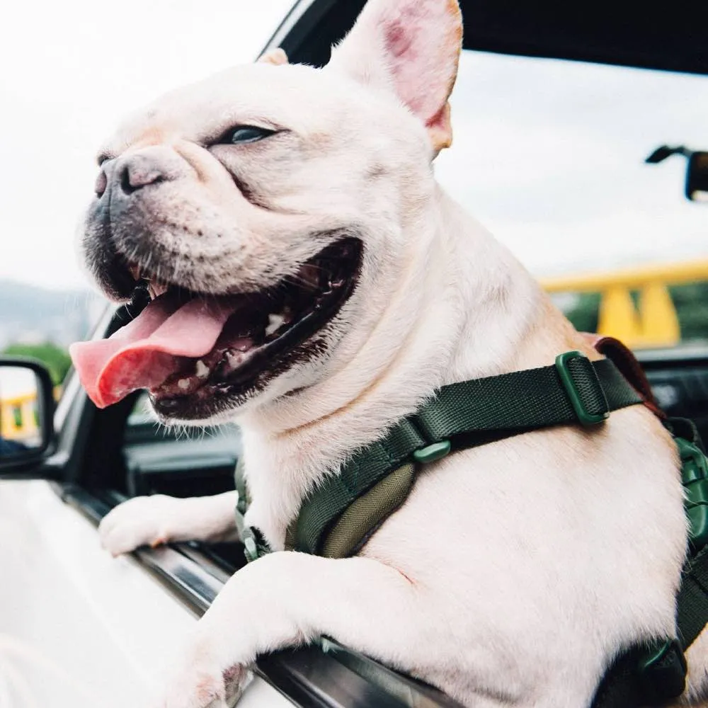 Sputnik Comfort Dog Harness (Yellow)
