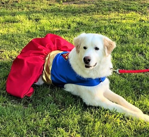 Supergirl Dog Harness Dress