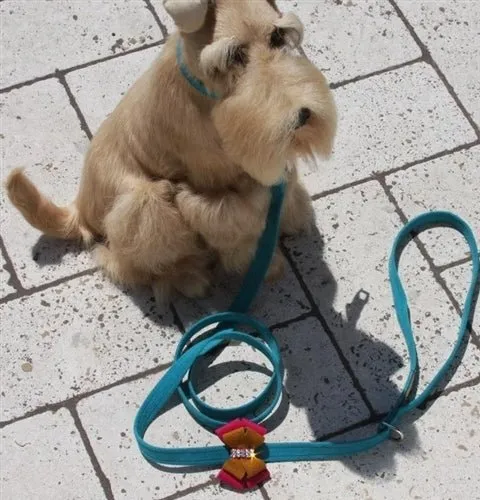 Susan Lanci Isabella Tinkie Harness