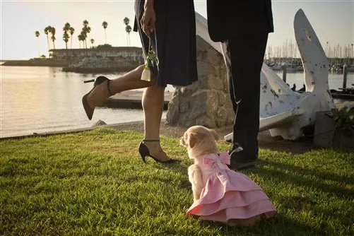 Susan Lanci Madison Dress - Puppy Pink