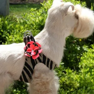 Susan Lanci Sarah Step In Harness