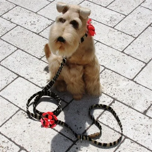 Susan Lanci Sarah Tinkie Harness