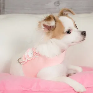 Susan Lanci Special Occasion Bailey Harness in Puppy Pink