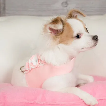 Susan Lanci Special Occasion Bailey Harness in Puppy Pink