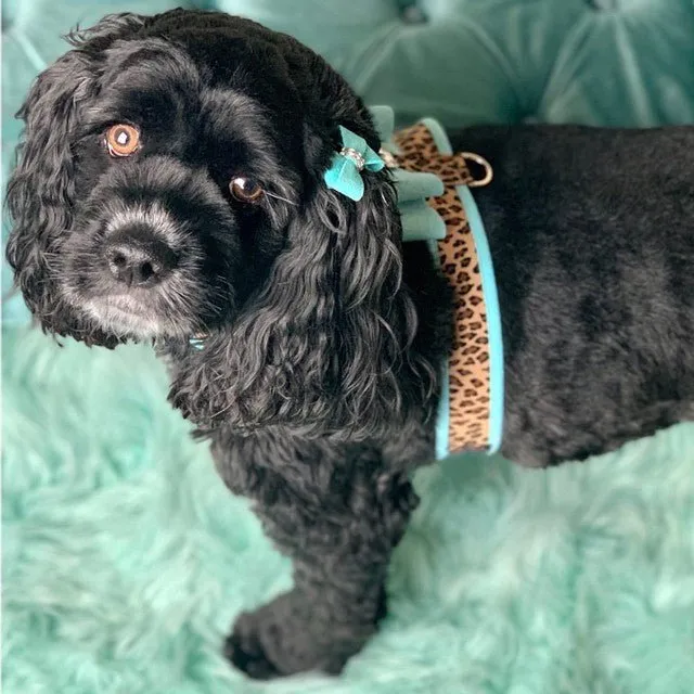 Susan Lanci Two Tone Big Bow Tinkie Harness in Tiffi Blue and Cheetah