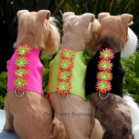 Susan Lanci Sea Urchin Collection Bailey Harness- Many Colors