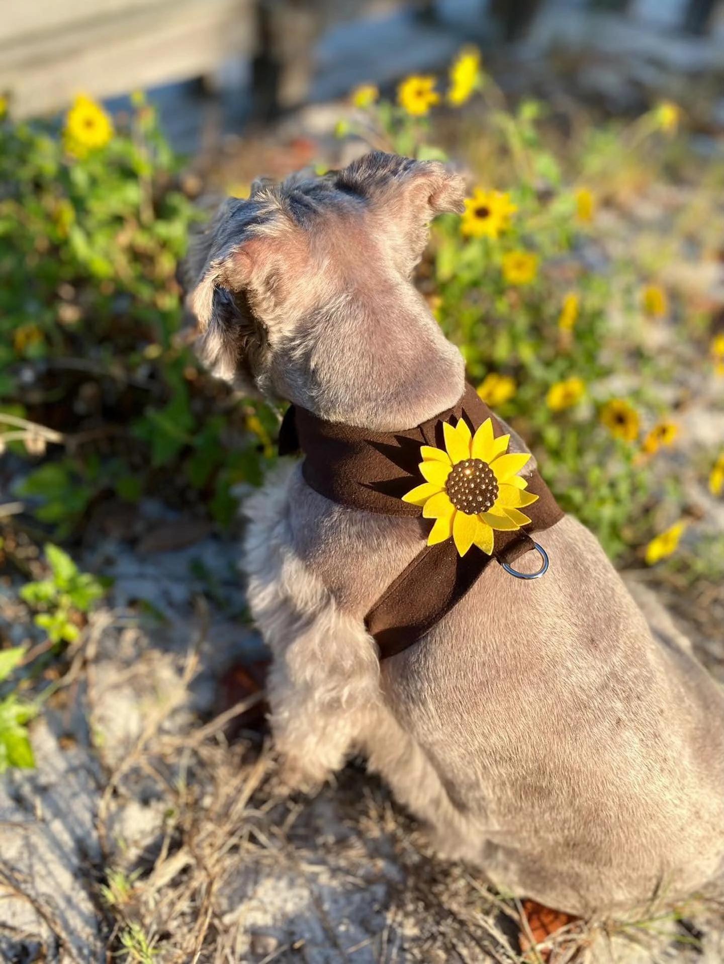 Susan Lanci Sunflower Tinkie Harnesss
