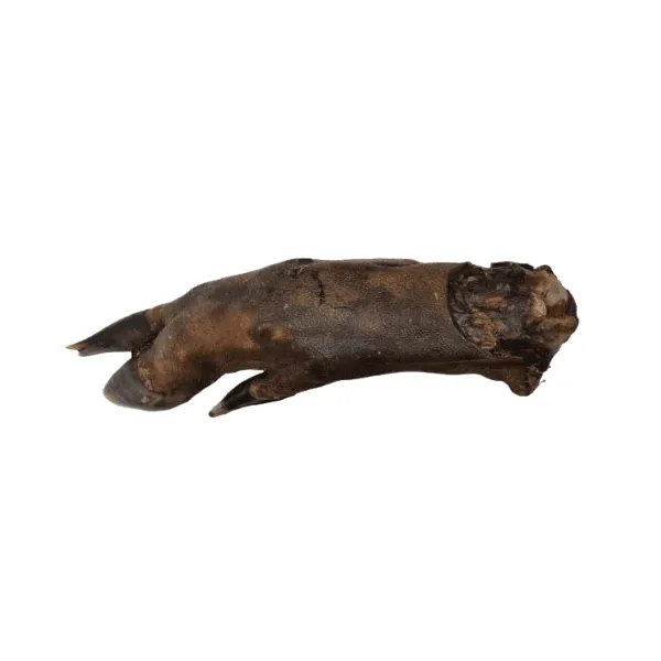 Wild Boar Trotter