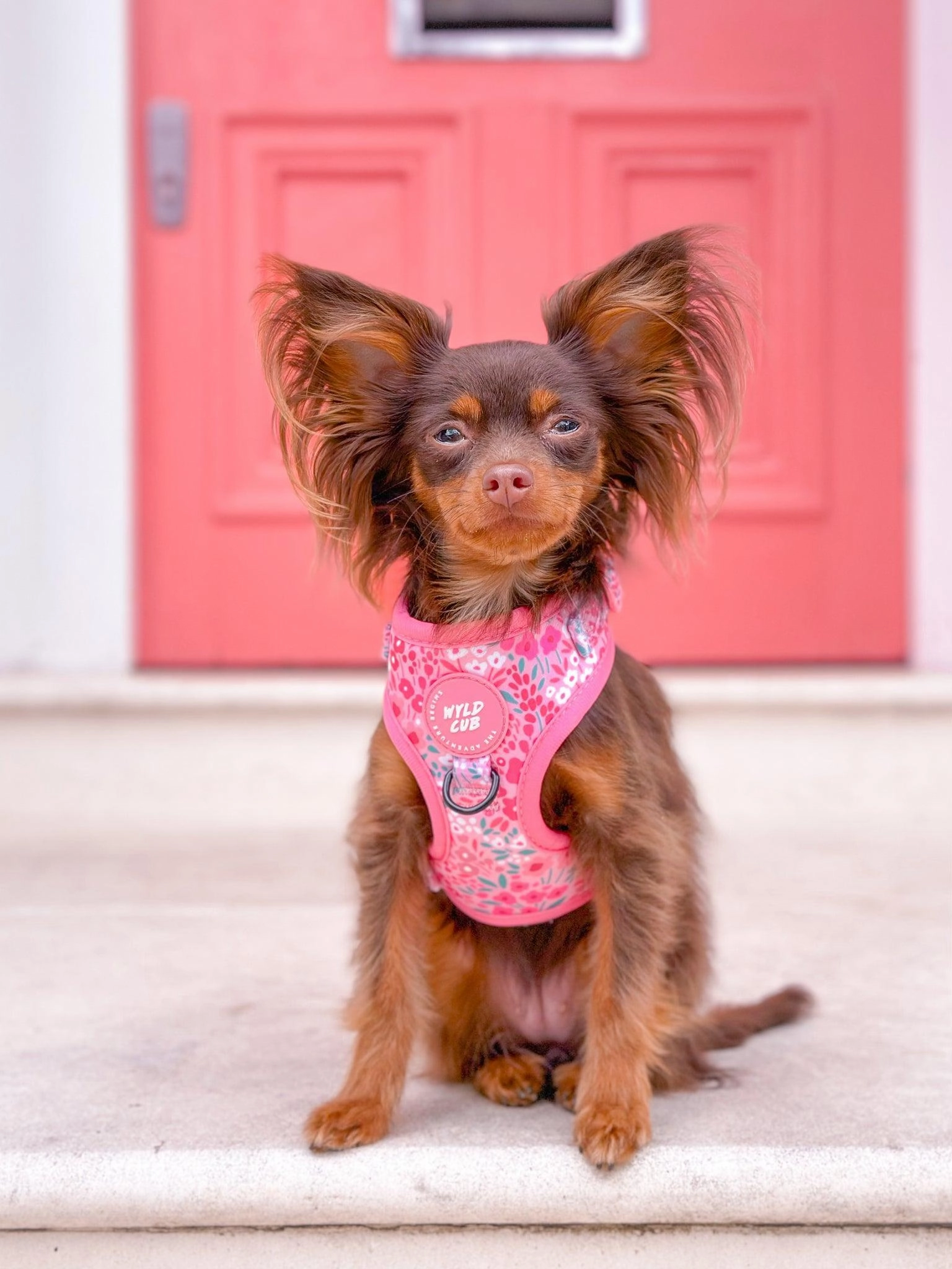 Wyld Cub - Adjustable Dog Harness: Notting Hill Ros