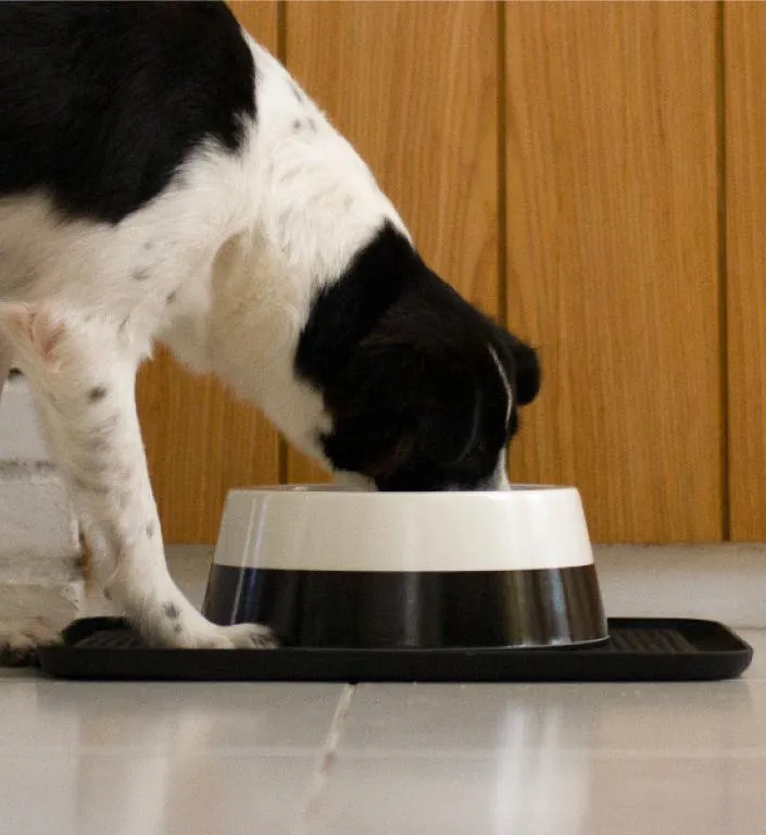 Zee.Dog Dog Bowl (Black)