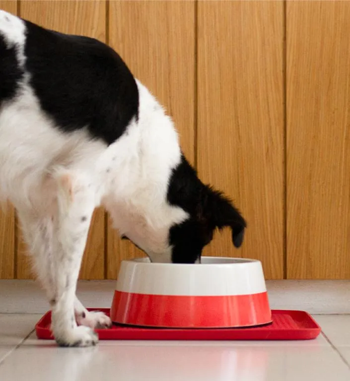 Zee.Dog Dog Bowl (Coral)