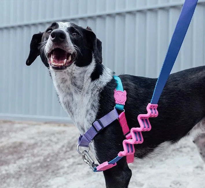Zee.Dog Soft-Walk Dog Harness (Aurora)