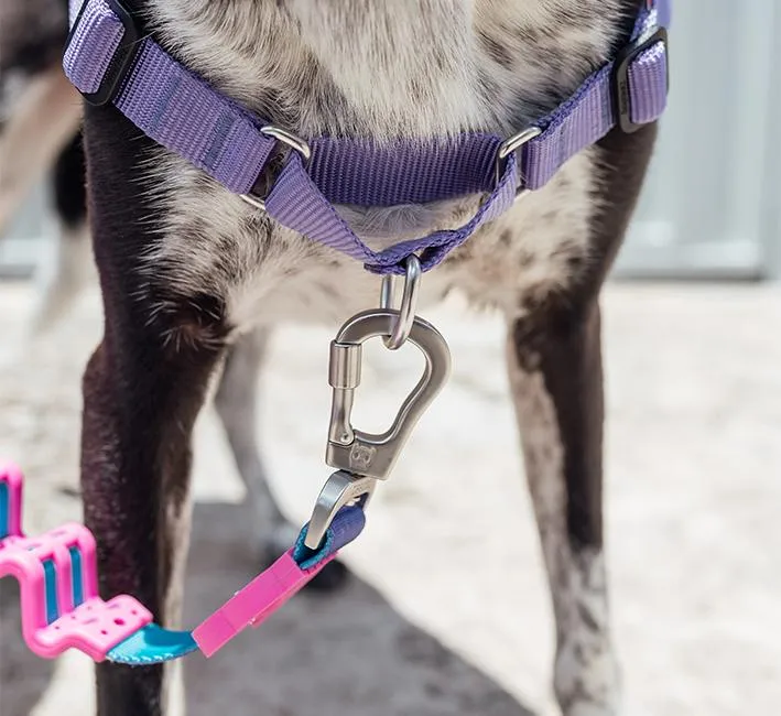 Zee.Dog Soft-Walk Dog Harness (Aurora)