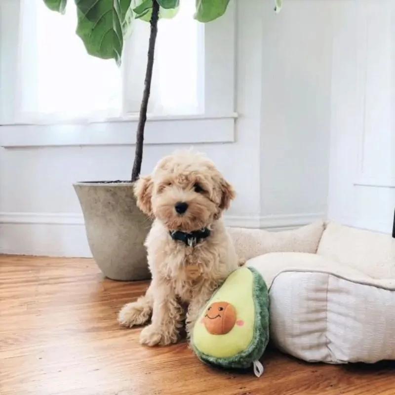 ZippyPaws - NomNomz - Avocado